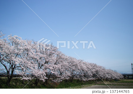 春の青空に映える満開の桜並木 137144765