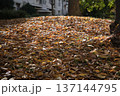 枯葉の山 137144795