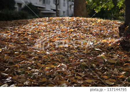 枯葉の山 137144795