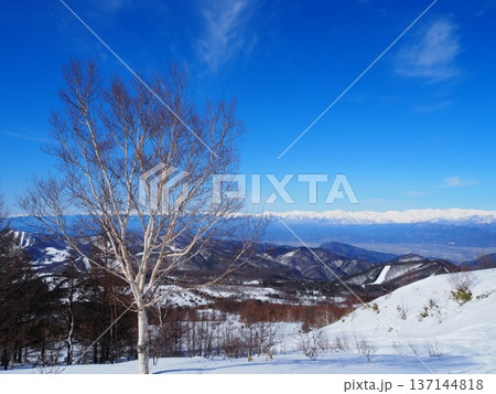 ダケカンバと北アルプスの山々(20260220094304) ダケカンバと北アルプスの山々(20260220094304) 137144818