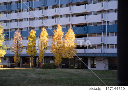 団地のイチョウ 137144820