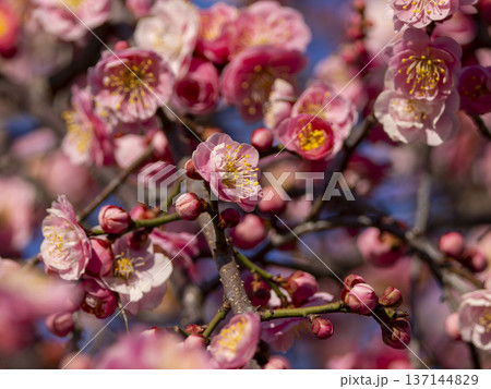 公園に咲いた梅の花とツボミ 137144829