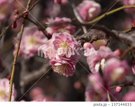 公園に咲いた梅の花とツボミ 137144833