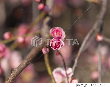 公園に咲いた梅の花とツボミ 公園に咲いた梅の花とツボミ 137144835