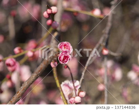 公園に咲いた梅の花とツボミ 公園に咲いた梅の花とツボミ 137144836