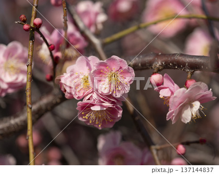 公園に咲いた梅の花とツボミ 公園に咲いた梅の花とツボミ 137144837