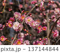 公園に咲いた梅の花とツボミ 137144844