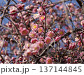 公園に咲いた梅の花とツボミ 137144845