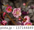 公園に咲いた梅の花とツボミ 137144849