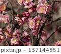 公園に咲いた梅の花とツボミ 137144851