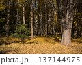 落ち葉の林 137144975