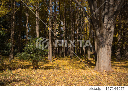 落ち葉の林 137144975