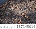どんぐり 137145014