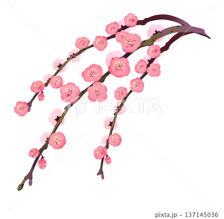 164_しだれ梅 164_しだれ梅 137145036