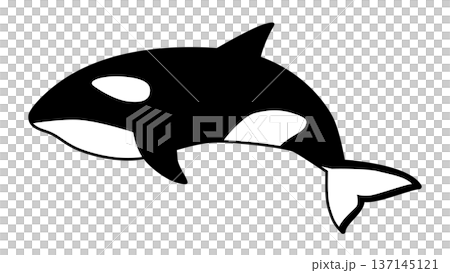 シンプルでかわいいシャチのイラスト 海の生き物のベクター素材 シンプルでかわいいシャチのイラスト 海の生き物のベクター素材 137145121