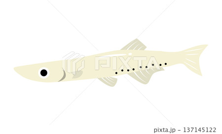 シンプルでかわいい白魚（シラウオ）のイラスト　食べ物・魚のベクター素材 137145122