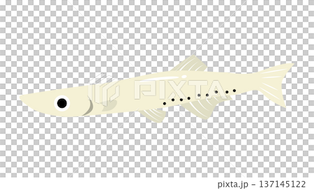 シンプルでかわいい白魚（シラウオ）のイラスト　食べ物・魚のベクター素材 137145122