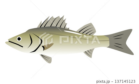 シンプルでかわいい鱸（スズキ）のイラスト　食べ物・魚のベクター素材 137145123