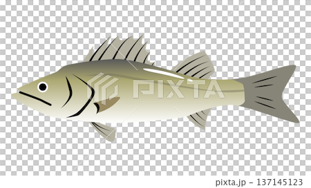 シンプルでかわいい鱸（スズキ）のイラスト　食べ物・魚のベクター素材 137145123