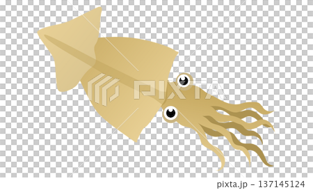 Simple and cute illustration of dried squid - food vector material 137145124