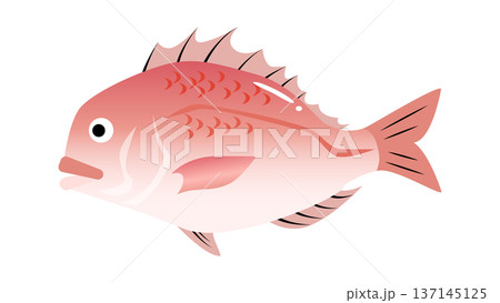 シンプルでかわいい鯛(タイ)のイラスト 食べ物・魚のベクター素材 シンプルでかわいい鯛(タイ)のイラスト 食べ物・魚のベクター素材 137145125