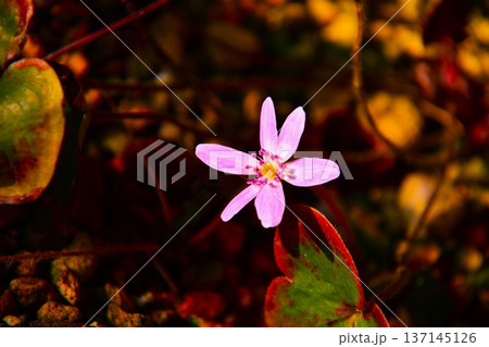 早春の妖精・ピンク色の雪割草の花 137145126