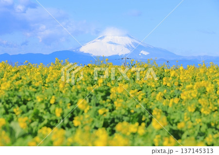 ソレイユの丘 菜の花畑と富士山 ソレイユの丘 菜の花畑と富士山 137145313