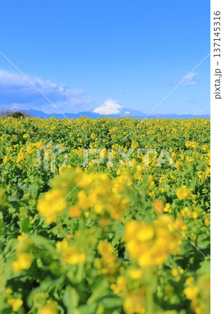 ソレイユの丘　菜の花畑と富士山 137145316