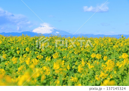ソレイユの丘 菜の花畑と富士山 ソレイユの丘 菜の花畑と富士山 137145324