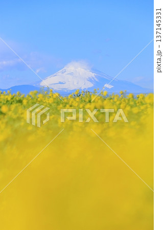 ソレイユの丘　菜の花畑と富士山 137145331