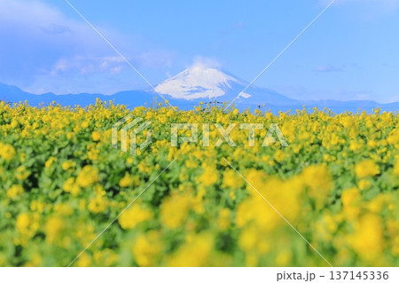 ソレイユの丘 菜の花畑と富士山 ソレイユの丘 菜の花畑と富士山 137145336