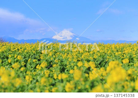 ソレイユの丘　菜の花畑と富士山 137145338