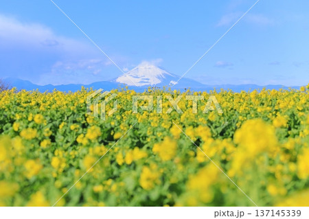 ソレイユの丘　菜の花畑と富士山 137145339