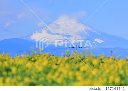 ソレイユの丘　菜の花畑と富士山 137145341