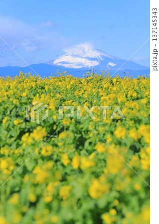 ソレイユの丘 菜の花畑と富士山 ソレイユの丘 菜の花畑と富士山 137145343