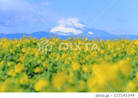 ソレイユの丘 菜の花畑と富士山 ソレイユの丘 菜の花畑と富士山 137145344