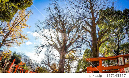 雑司が谷 鬼子母神堂の境内風景と青空 137145537