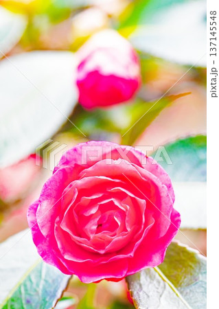 家の周りの草花　四季の色々　庭の垣根に赤い花が咲きました　美しく妖艶に輝く可憐な山茶花の花 137145548
