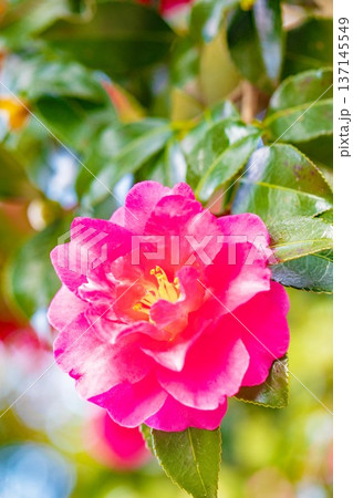家の周りの草花　四季の色々　庭の垣根に赤い花が咲きました　美しく妖艶に輝く可憐な山茶花の花 137145549