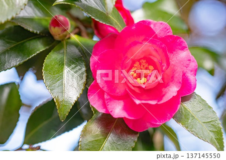 家の周りの草花 四季の色々 庭の垣根に赤い花が咲きました 美しく妖艶に輝く可憐な山茶花の花 家の周りの草花 四季の色々 庭の垣根に赤い花が咲きました 美しく妖艶に輝く可憐な山茶花の花 137145550