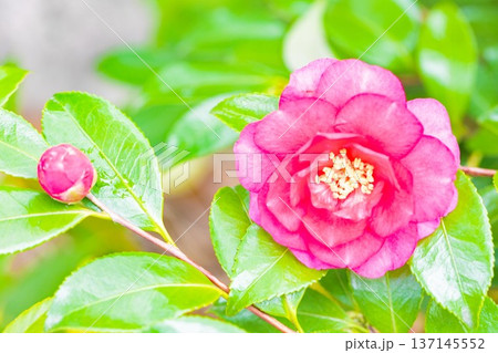 家の周りの草花 四季の色々 庭の垣根に赤い花が咲きました 美しく妖艶に輝く可憐な山茶花の花 家の周りの草花 四季の色々 庭の垣根に赤い花が咲きました 美しく妖艶に輝く可憐な山茶花の花 137145552