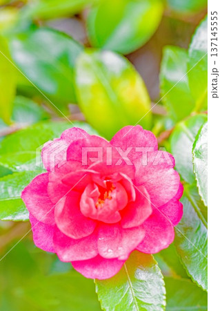 家の周りの草花 四季の色々 庭の垣根に赤い花が咲きました 美しく妖艶に輝く可憐な山茶花の花 家の周りの草花 四季の色々 庭の垣根に赤い花が咲きました 美しく妖艶に輝く可憐な山茶花の花 137145555