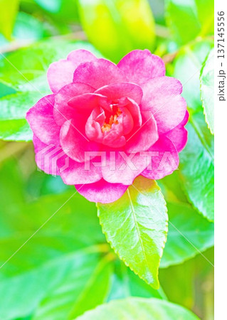 家の周りの草花 四季の色々 庭の垣根に赤い花が咲きました 美しく妖艶に輝く可憐な山茶花の花 家の周りの草花 四季の色々 庭の垣根に赤い花が咲きました 美しく妖艶に輝く可憐な山茶花の花 137145556
