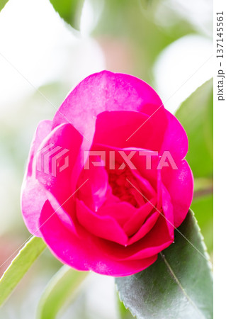 家の周りの草花 四季の色々 庭の垣根に赤い花が咲きました 美しく妖艶に輝く可憐な山茶花の花 家の周りの草花 四季の色々 庭の垣根に赤い花が咲きました 美しく妖艶に輝く可憐な山茶花の花 137145561