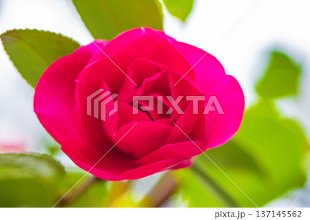 家の周りの草花 四季の色々 庭の垣根に赤い花が咲きました 美しく妖艶に輝く可憐な山茶花の花 家の周りの草花 四季の色々 庭の垣根に赤い花が咲きました 美しく妖艶に輝く可憐な山茶花の花 137145562