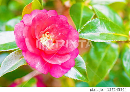 家の周りの草花 四季の色々 庭の垣根に赤い花が咲きました 美しく妖艶に輝く可憐な山茶花の花 家の周りの草花 四季の色々 庭の垣根に赤い花が咲きました 美しく妖艶に輝く可憐な山茶花の花 137145564