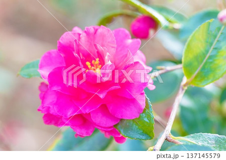 家の周りの草花　四季の色々　庭の垣根に赤い花が咲きました　美しく妖艶に輝く可憐な山茶花の花 137145579