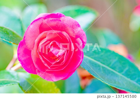 家の周りの草花 四季の色々 庭の垣根に赤い花が咲きました 美しく妖艶に輝く可憐な山茶花の花 家の周りの草花 四季の色々 庭の垣根に赤い花が咲きました 美しく妖艶に輝く可憐な山茶花の花 137145580