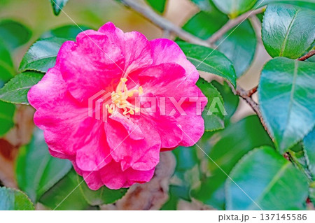 家の周りの草花 四季の色々 庭の垣根に赤い花が咲きました 美しく妖艶に輝く可憐な山茶花の花 家の周りの草花 四季の色々 庭の垣根に赤い花が咲きました 美しく妖艶に輝く可憐な山茶花の花 137145586