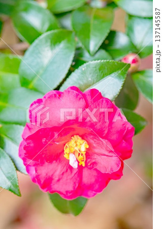 家の周りの草花 四季の色々 庭の垣根に赤い花が咲きました 美しく妖艶に輝く可憐な山茶花の花 家の周りの草花 四季の色々 庭の垣根に赤い花が咲きました 美しく妖艶に輝く可憐な山茶花の花 137145587